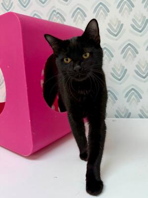 Charmander - KITTEN, available for adoption