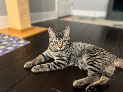 Gobi - KITTEN in foster, available for adoption