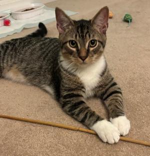 Capote - KITTEN in foster, available for adoption