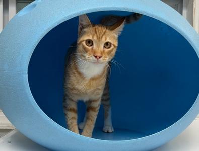 A tabby cat standing inside a blue, oval-shaped cat house.