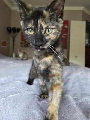 Frito - KITTEN, available for adoption