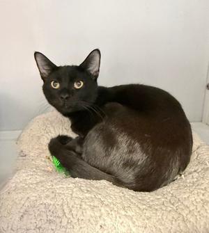 Cyndaquil - KITTEN, available for adoption