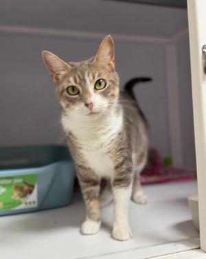 A gray and white cat with green eyes standing on a white surface, looking directly at the camera.