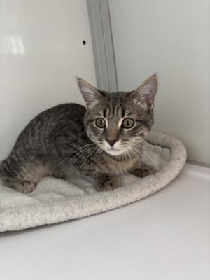 A gray tabby cat with green eyes is lying on a soft, circular cat bed. The cat is looking directly at the camera with a calm expression. The background is a plain white surface, possibly a wall or a door.