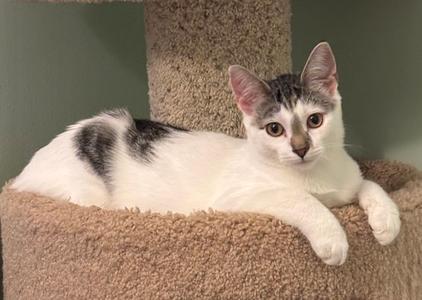 Cassatt - KITTEN in foster, available for adoption