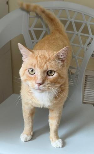 An orange tabby cat with white paws and chest standing on a white surface, looking directly at the camera.