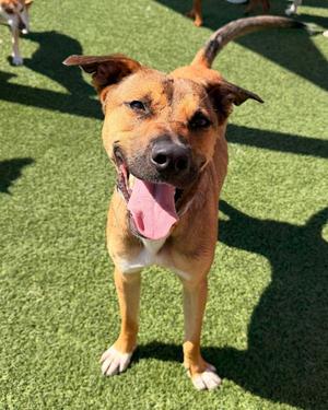 Benjamin, Pit Bull Terrier, young, available for adoption