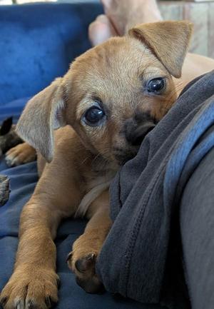 Frankie, Chihuahua, puppy, available for adoption