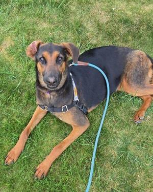 A black and tan dog with a harness and a light blue leash lying on the green grass.