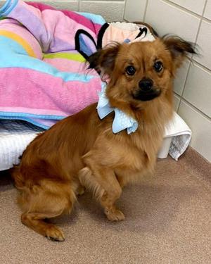 Gizmo, Pomeranian / Chihuahua, young, available for adoption