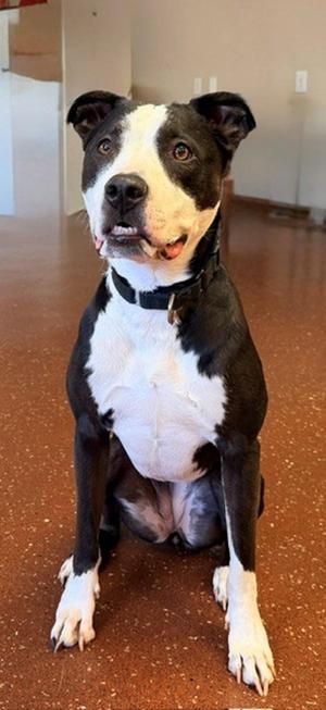 Kida, Pit Bull Terrier, adult, available for adoption