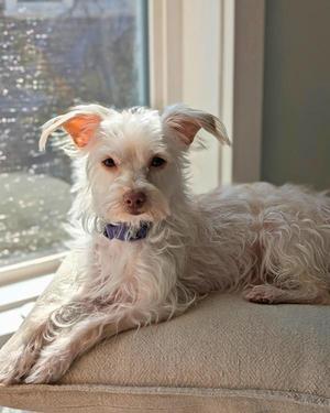 A small white dog with floppy ears and a purple collar is lying on a beige cushion near a window.
