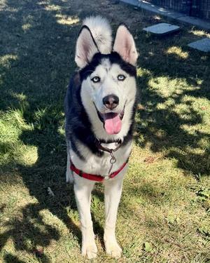 Ella, Siberian Husky, young, available for adoption