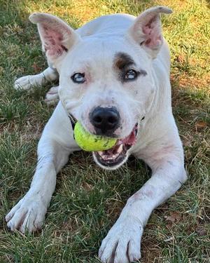 Junior, Pit Bull Terrier, adult, available for adoption