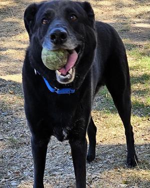 Porter, Labrador Retriever / Shepherd, adult, available for adoption