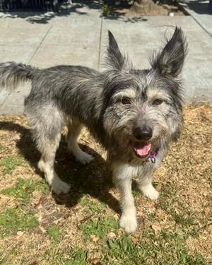 Lady, Schnauzer / Siberian Husky, young, available for adoption
