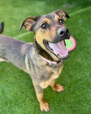 Nelly, German Shepherd Dog, young, available for adoption