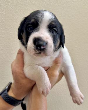 Lulu, Rottweiler / Pit Bull Terrier, puppy, available for adoption