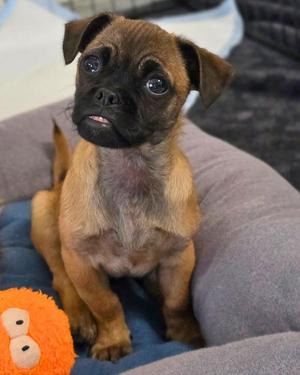 Boober Fraggle, Pug / Brussels Griffon, puppy, available for adoption