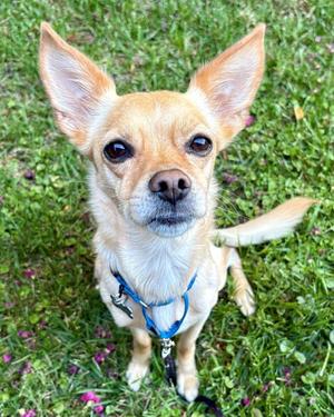 Manny, Terrier / Chihuahua, adult, available for adoption