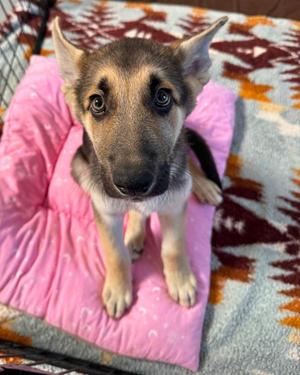 Douglas, German Shepherd Dog, puppy, available for adoption