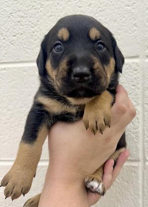 Petunia, Rottweiler / Pit Bull Terrier, puppy, available for adoption