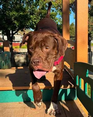 Behemoth, American Bulldog, adult, available for adoption