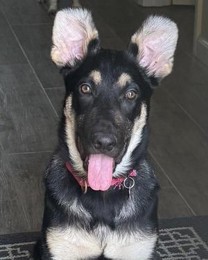 A black and tan puppy with large ears and a pink tongue sticking out, wearing a red collar.