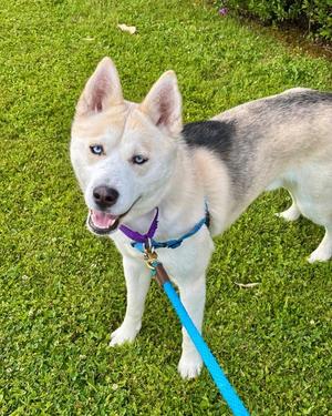 Rocky, Siberian Husky, young, available for adoption