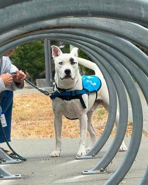 Junior, Pit Bull Terrier, adult, available for adoption