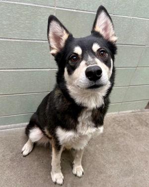 Rosco, Siberian Husky / Beagle, adult, available for adoption