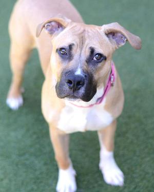 A brown and white dog with a pink collar standing on green grass.