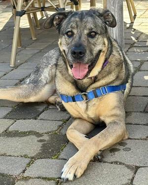 A large mixed-breed dog with tan and grey fur is lying down on a brick patio, looking at the camera with its tongue slightly out.