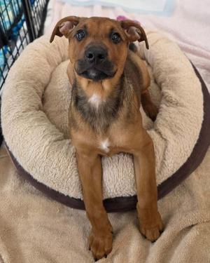 Henny Penny, German Shepherd Dog / Pit Bull Terrier, puppy, available for adoption