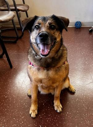 Stelmaria, Shepherd, senior, available for adoption