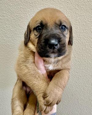 Buttercup, Rottweiler / Pit Bull Terrier, puppy, available for adoption