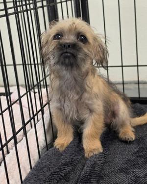 Mokey Fraggle, Pug / Brussels Griffon, puppy, available for adoption