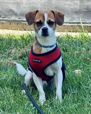 Ryan, Chihuahua / Terrier, young, available for adoption