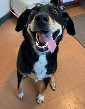 Bailey, Labrador Retriever / Shepherd, adult, available for adoption