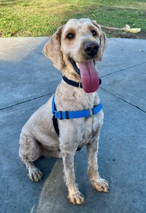 A golden dog with a blue harness sitting on a concrete surface, its tongue out and looking up.
