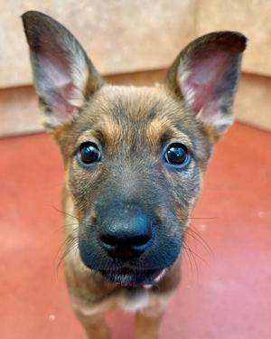 Ginger, Shepherd, puppy, available for adoption
