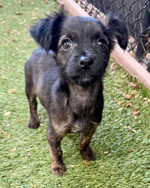 Popsicle, Chihuahua, puppy, available for adoption