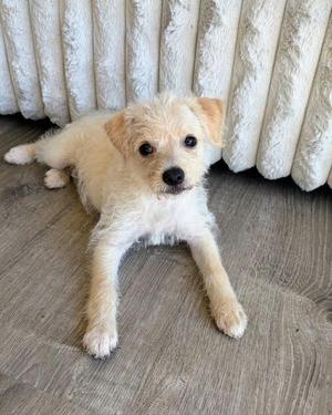 A small, fluffy white dog lying on a wooden floor in front of a white, textured curtain.
