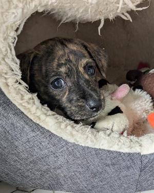 Sadie, Chihuahua, puppy, available for adoption