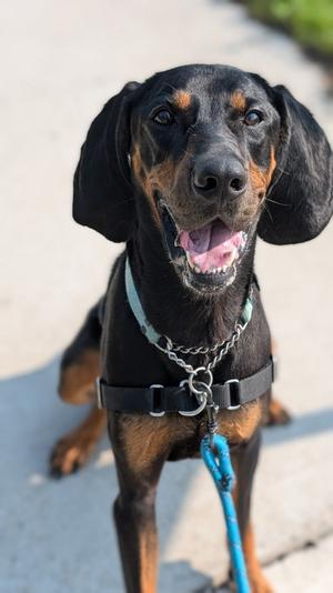 Crinkle, English Coonhound (Redtick Coonhound) Mix, adult, available for adoption
