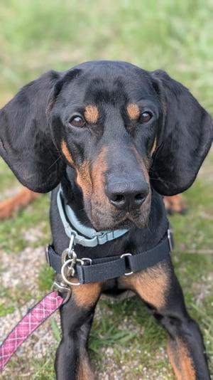 Crinkle, English Coonhound (Redtick Coonhound) Mix, adult, available for adoption