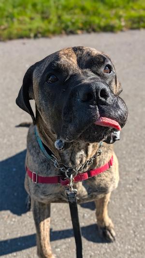 Moto Moto, Mastiff Mix, adult, available for adoption