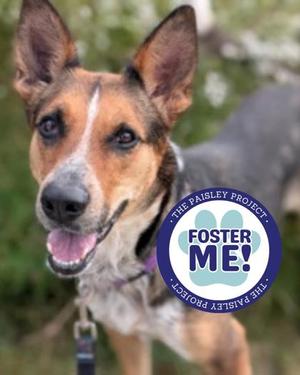 Magpie, German Shepherd Dog and Australian Cattle Dog, adult, available for adoption