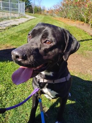 Little Foot, Great Dane Mix, adult, available for adoption