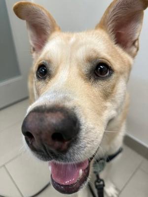 Koda, Siberian Husky Mix, young, available for adoption